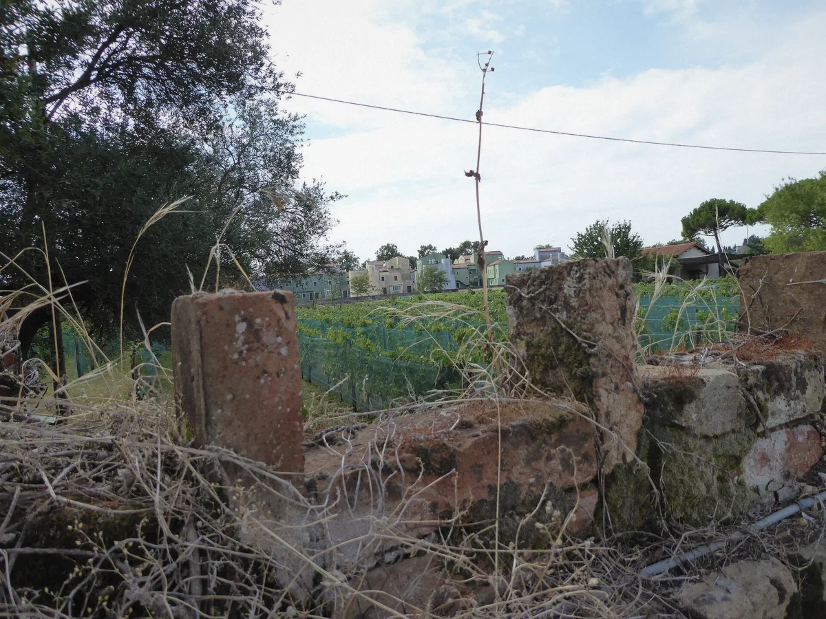 Vineyards and orchards on quiet Mazzorbo island, seen from the water on the private Murano Burano tour with hotel pickup